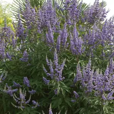 Vitex agnus-castus 'Latifolia' - Illatos barátcserje