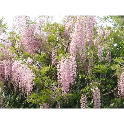 Wisteria floribunda 'Rosea'- Lilaakác (rózsaszín)