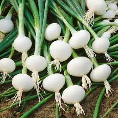 Allium 'Alba Bianca' – Gyöngyhagyma