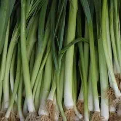 Allium porrum 'Porro Atal Bianco' – Póréhagyma