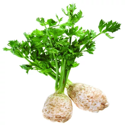 Apium graveolens – Gumós zeller