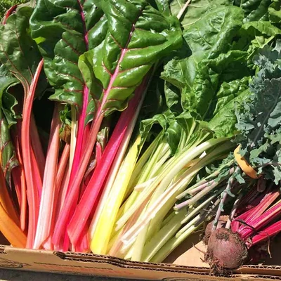 Beta vulgaris Poiree  'Bright Light' - Színes mángold
