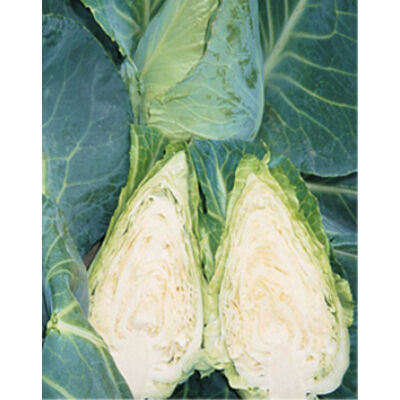 Brassica 'Duchy' - Vékony levelű káposzta