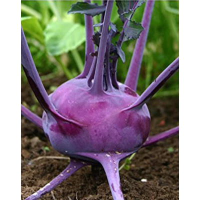 Brassica oleracea – Karalábé