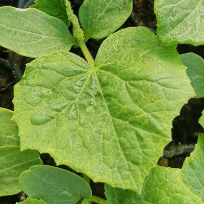 Cucumber 'Mohikán' – Fürtös uborka