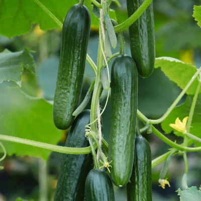 Cucumber 'Picolino' F1 - Mini uborka (ámpolna)