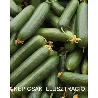 Cucumis 'Rocky' - Mini kígyóuborka