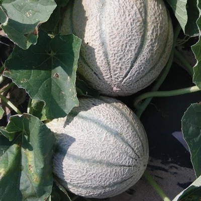 Cucumis melo 'Magnificenza' F1 sárgadinnye (rezisztens)