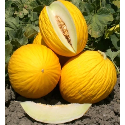 Cucumis melo 'Porthos' F1 sárgadinnye (rezisztens)