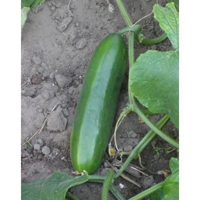 Cucumis sativus – Oltott kígyóuborka