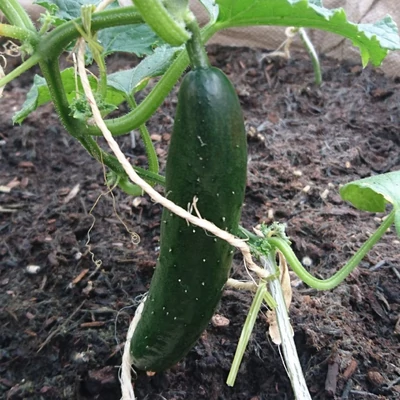 Cucumis sativus 'Tasty King' F1 uborka (rezisztens)