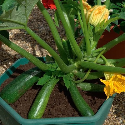 Cucurbita 'Midnight' – Cukkini