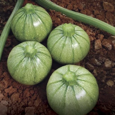 Cucurbita pepo 'Brice' F1 – Cukkini (kerek termésű)