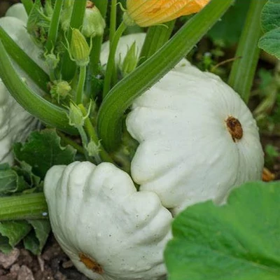 Cucurbita pepo 'Custard White' – Patisszon