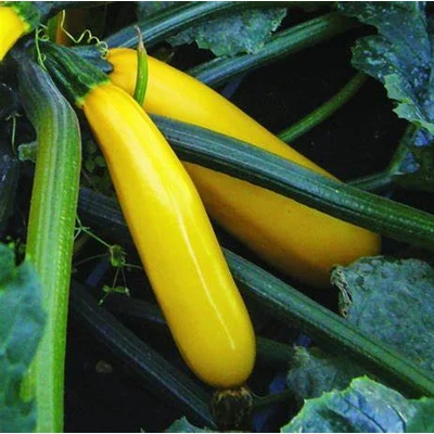 Cucurbita pepo 'Golden Glory' – Cukkini (sárga)
