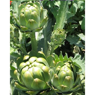Cynara cardunculus var. scolymus  (syn.: Cynara scolymus) 'Green Globe' - Articsóka (kerti articsóka)