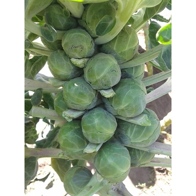 Brassica - Kelbimbó