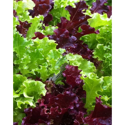 Lettuce mix - Tépő saláta mix