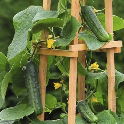 'Patio Snacker' – Balkon uborka