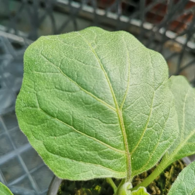 Solanum 'Black Beauty' – Padlizsán