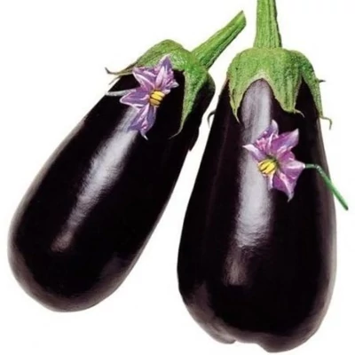 Solanum melongena 'Aragon' F1 – Padlizsán