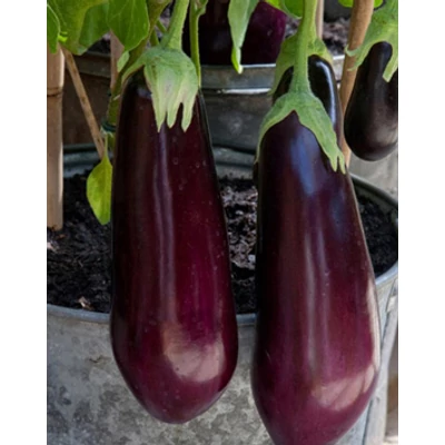 Solanum – Padlizsán