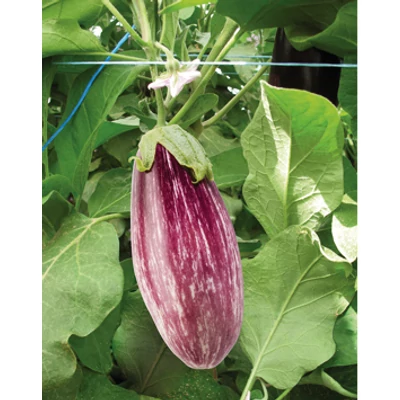 Solanum 'Rania' F1 - Padlizsán