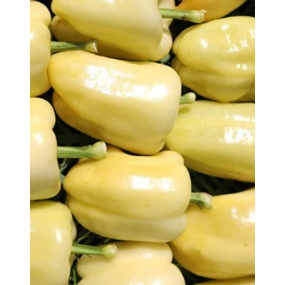 Capsicum 'Alba Regia' – Paprika