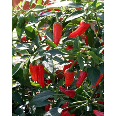 Capsicum 'Apache' - Balkon chili paprika