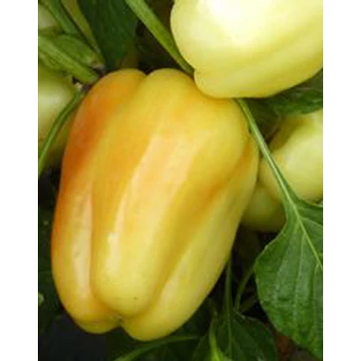 Capsicum annuum 'Bagoly' F1 - Étkezési paprika (kaliforniai típusú) palánta