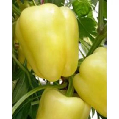 Capsicum 'Bóbita' - Paprika