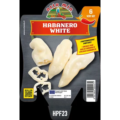 Capsicum chinense 'Habanero White' – Chili paprika, habanero paprika palánta