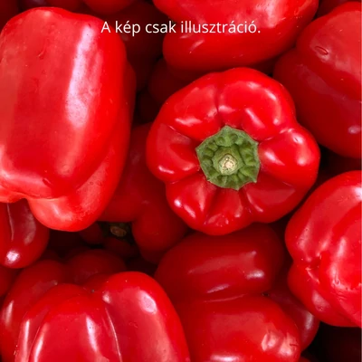 Capsicum annuum 'Gagio' F1 paprika (rezisztens)
