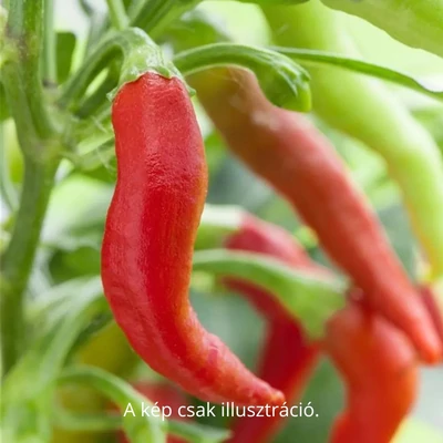 Capsicum annuum 'Alceste' F1 paprika (rezisztens)