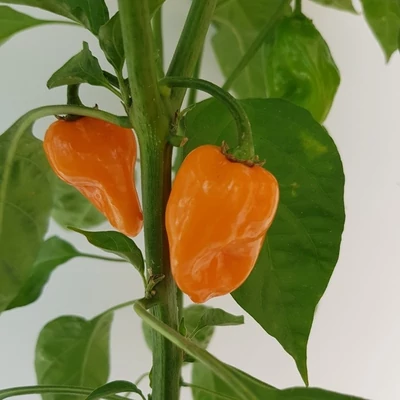 Capsicum annuum 'Magnum' F1 paprika (rezisztens)