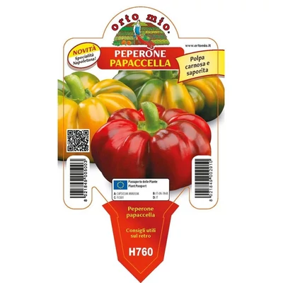 Capsicum annuum 'Papaccella o Napoletano' – Nápolyi papaccella, nápolyi paprika, paradicsom alakú paprika