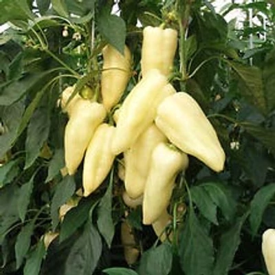 Capsicum 'Cecei' – Paprika