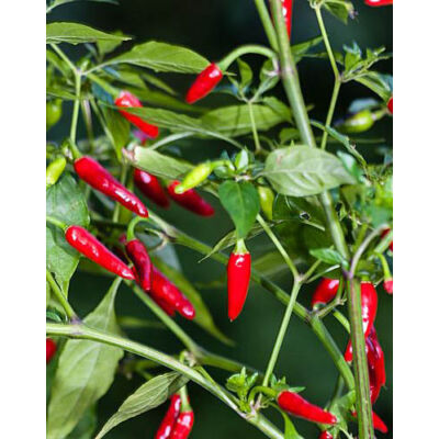 Capsicum – Étkezési chili paprika
