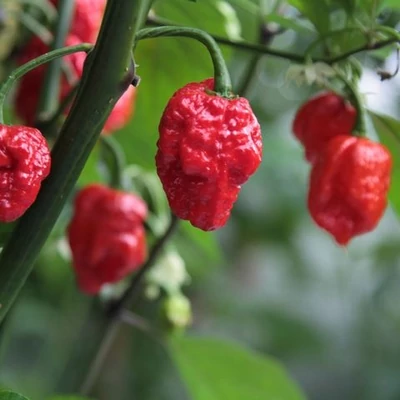Capsicum chinense 'Carolina Reaper' - Kínai paprika, chili paprika (extrém csípős)