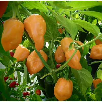 Capsicum chinense 'Habanero Arancio' – Chili paprika, habanero paprika