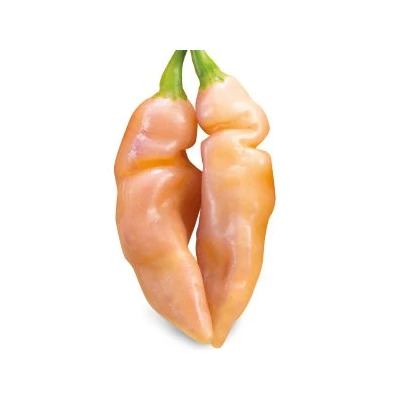 Capsicum chinense 'Naga Morich Salmone' - Kínai paprika, chili paprika (nagyon erős)