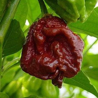 Capsicum chinense 'Trinidad Scorpion Moruga Chocolate' - Kínai paprika, chili paprika (extrém erős) palánta