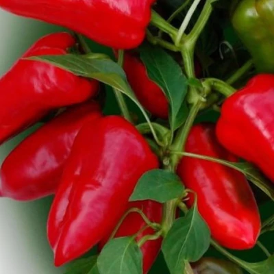 Capsicum 'Csángó' F1 - Édes paprika