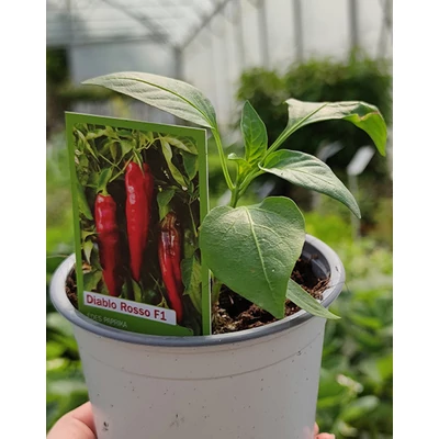 Capsicum 'Diablo Rosso' – Édes paprika