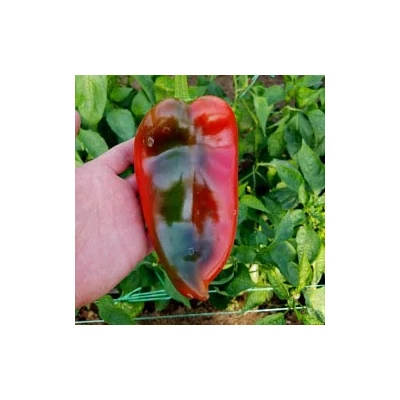 Capsicum 'Dumbo' – Kápia paprika