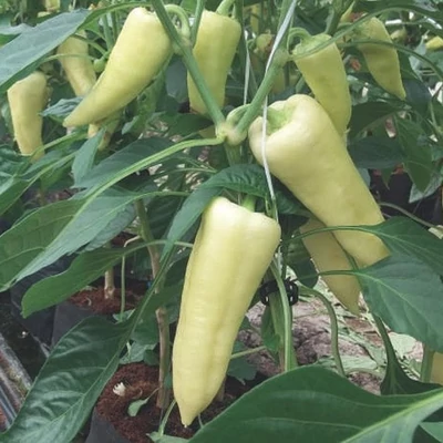 Capsicum 'Gidran' F1 – Töltenivaló paprika (fehér)