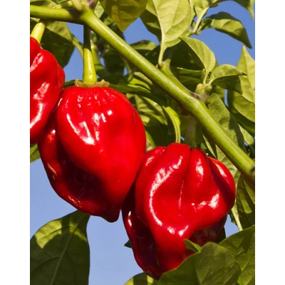 Capsicum chinense 'Habanero Rosso' (syn.: 'Habanero Red') - Kínai paprika, chili paprika