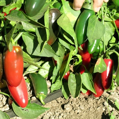 Capsicum annuum 'Jaladuro' F1 - Chili paprika, Jalapeno típusú paprika (erős)