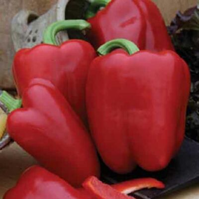 Capsicum 'Jolly Rosso' – Bloky paprika (piros)