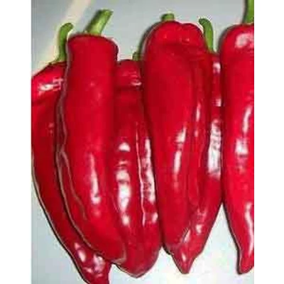 Capsicum 'Kurtovszka' – Kápia paprika